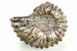 Polished, Bumpy Ammonite (Douvilleiceras) Fossil - Madagascar #308059-1